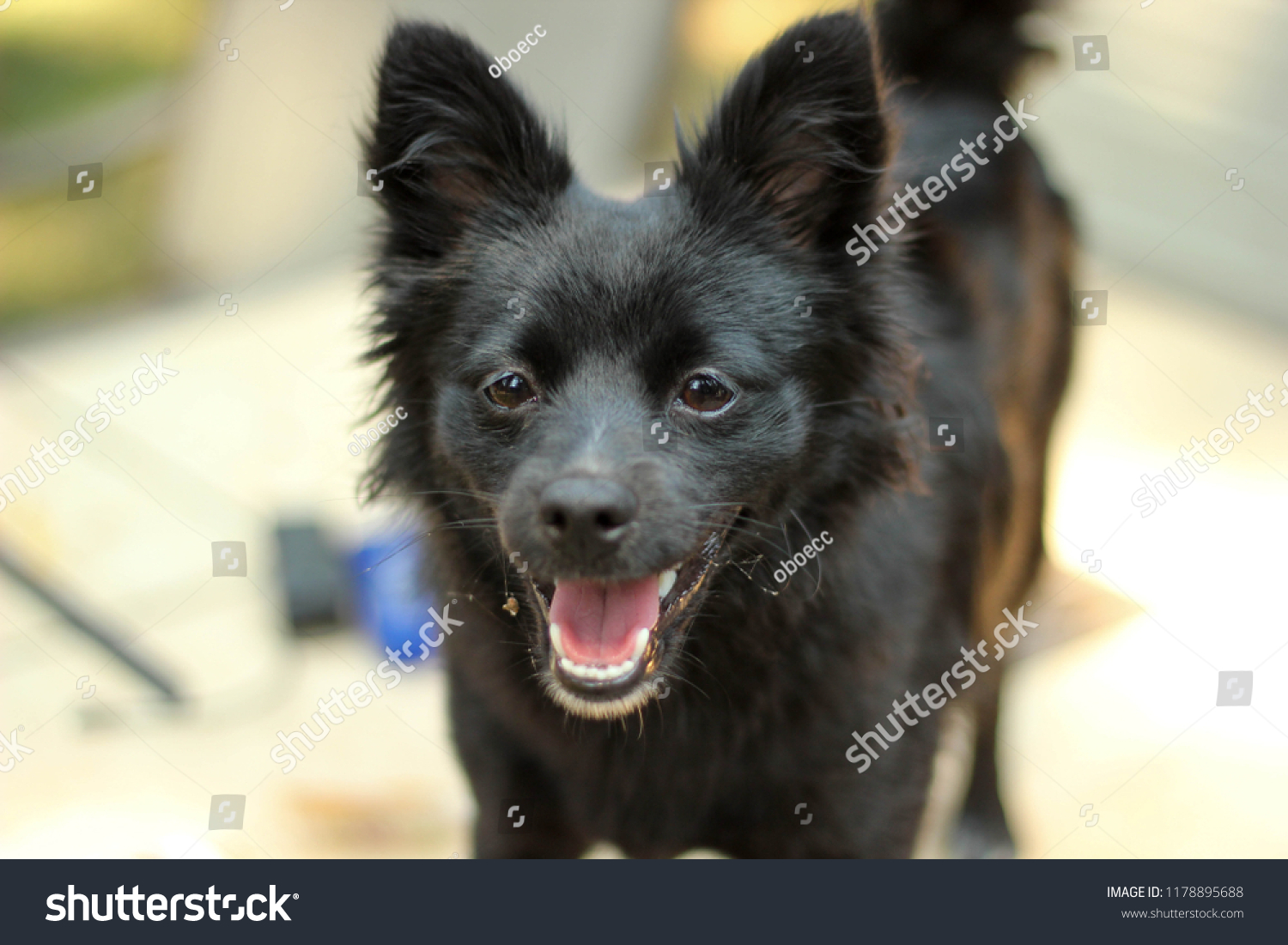 american eskimo chihuahua