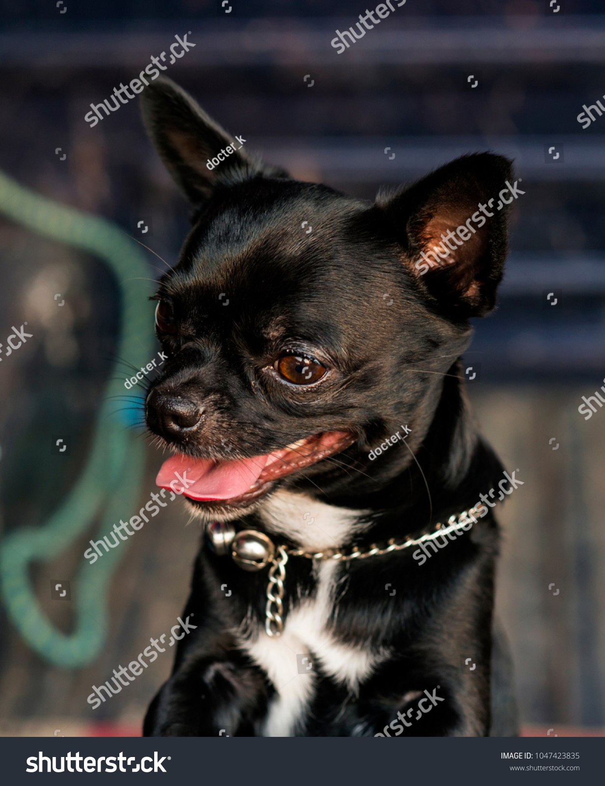 Black Chihuahua Chihuahuas Smallest Breed Recognized Stock Photo