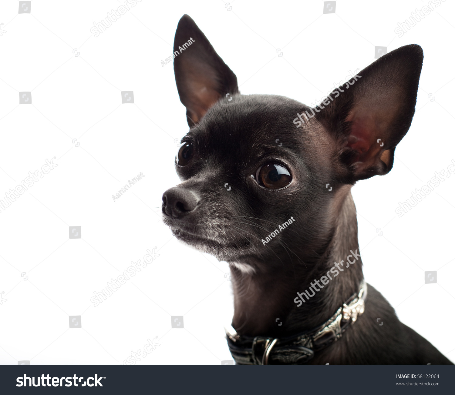 Black Chihuahua Head Stock Photo 58122064 - Shutterstock