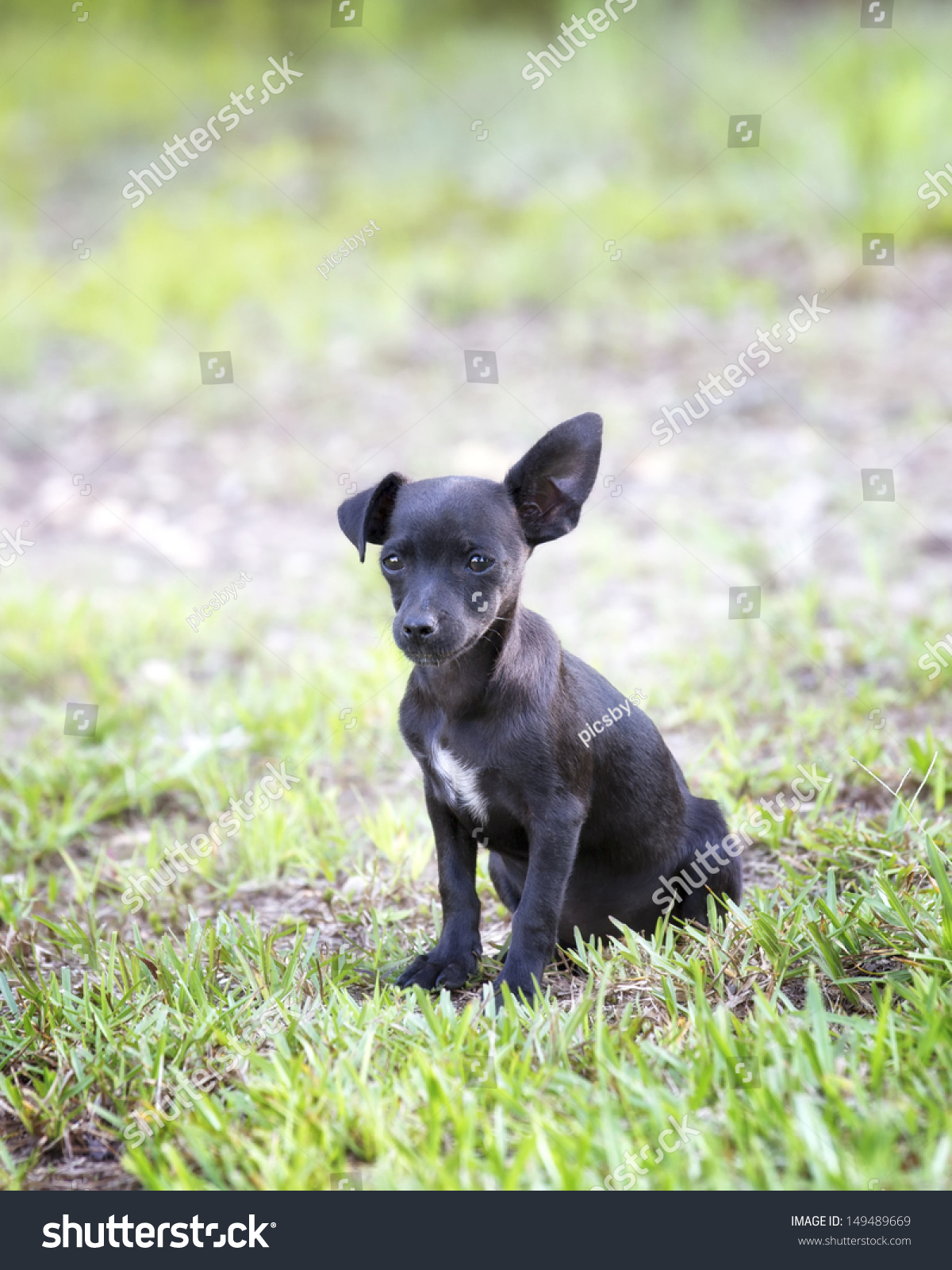 Black Chihuahua Puppy Floppy Ear Stock Photo Edit Now 149489669
