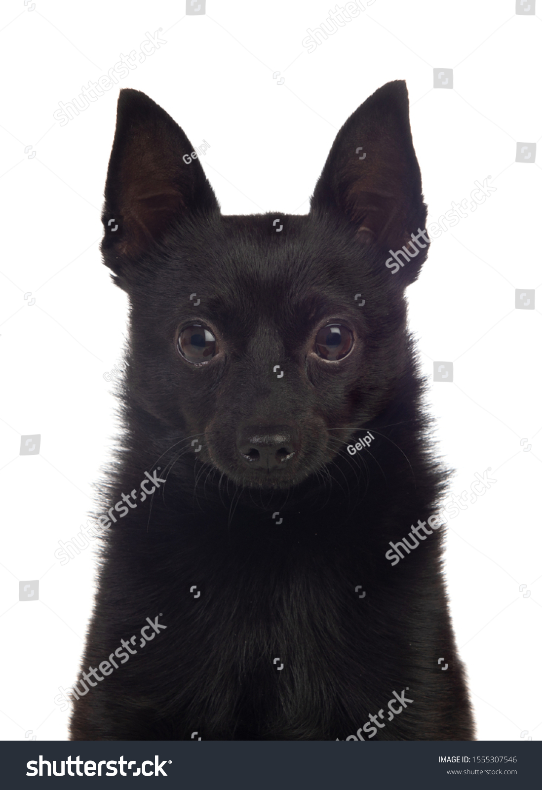 black chihuahua pomeranian mix