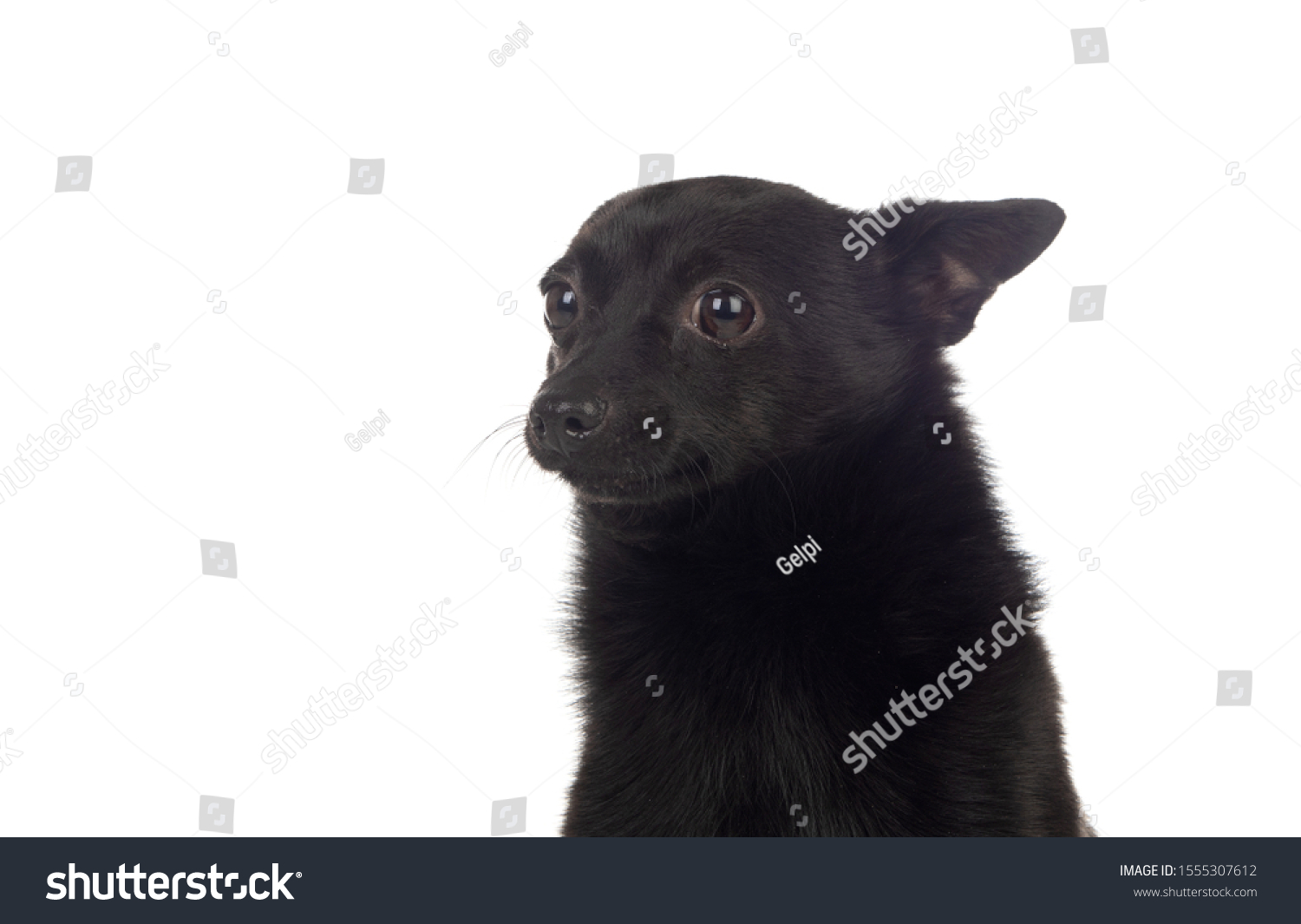 Black Dog Mix Chihuahua Pomeranian Race Animals Wildlife Stock Image 1555307612