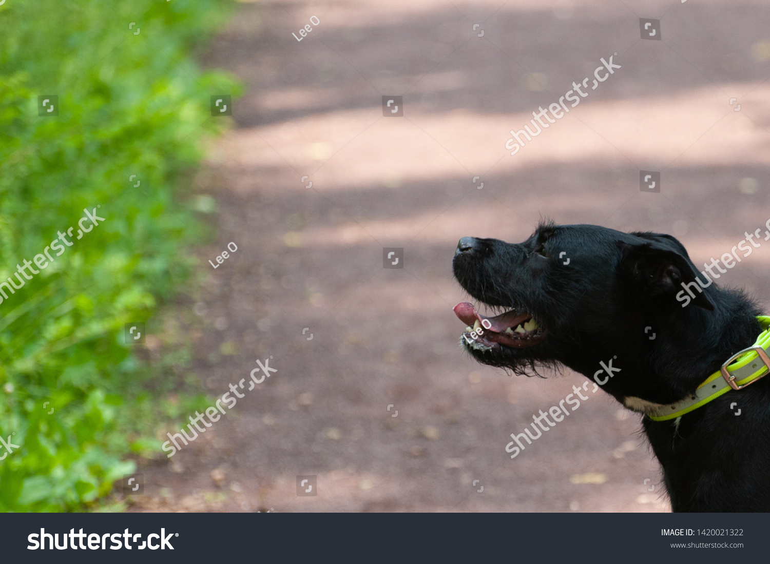 black dog jersey