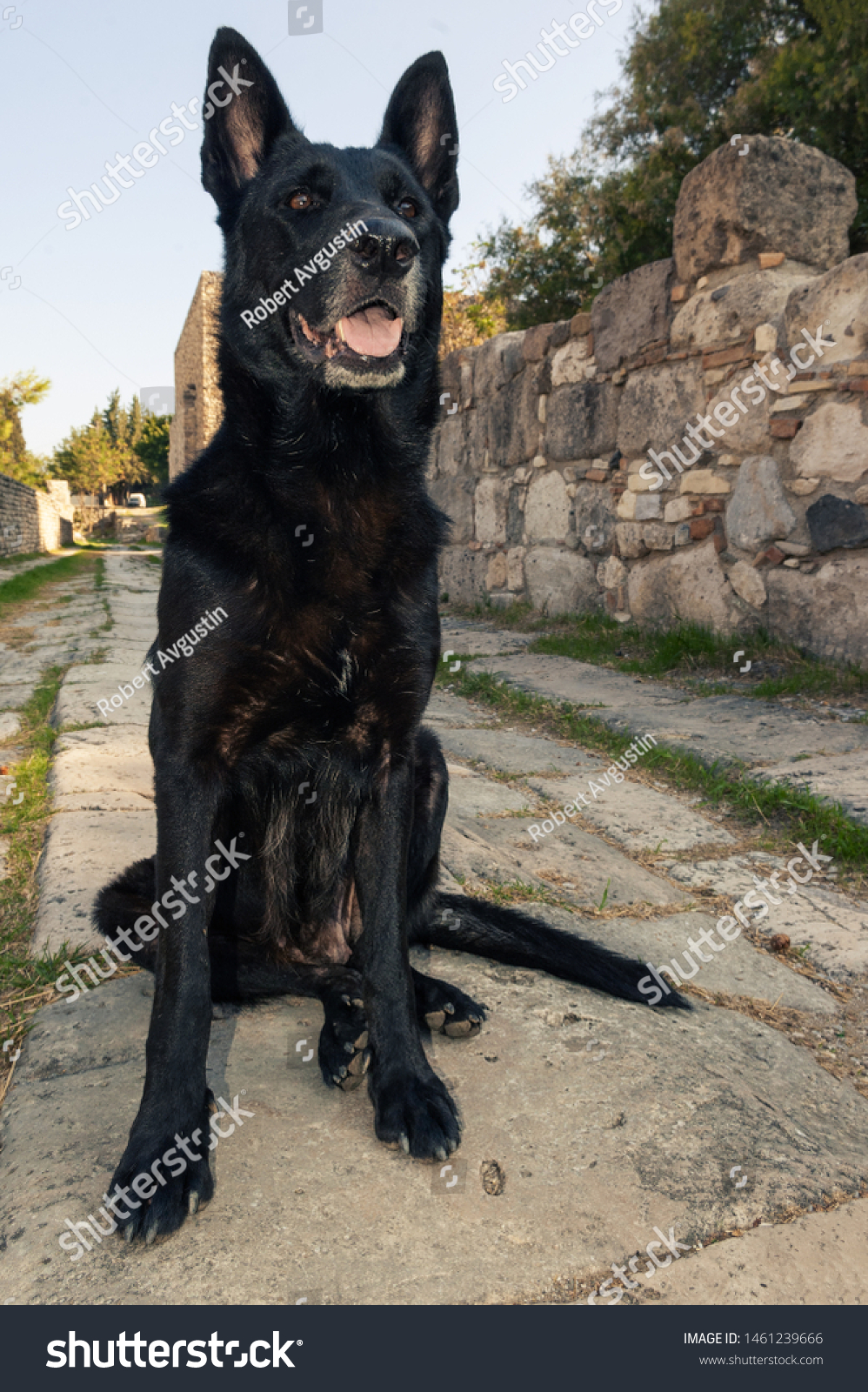Black Female Belgian Malinois Dog Sitting Animals Wildlife Stock Image 1461239666