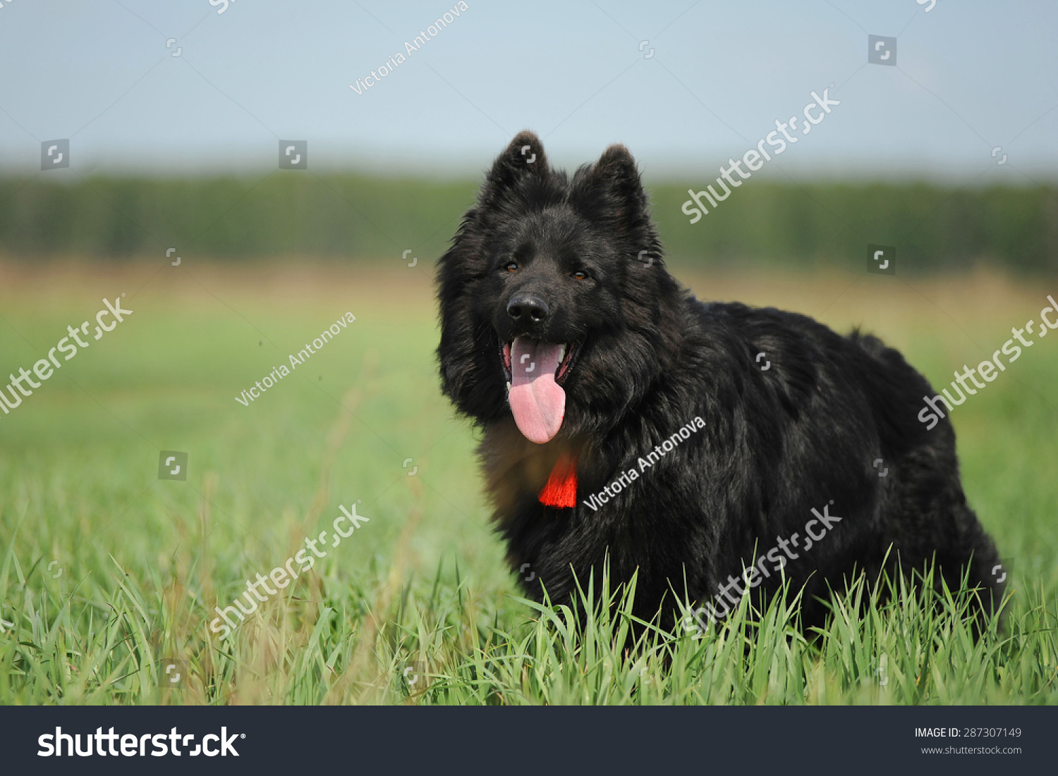black fluffy german shepherd