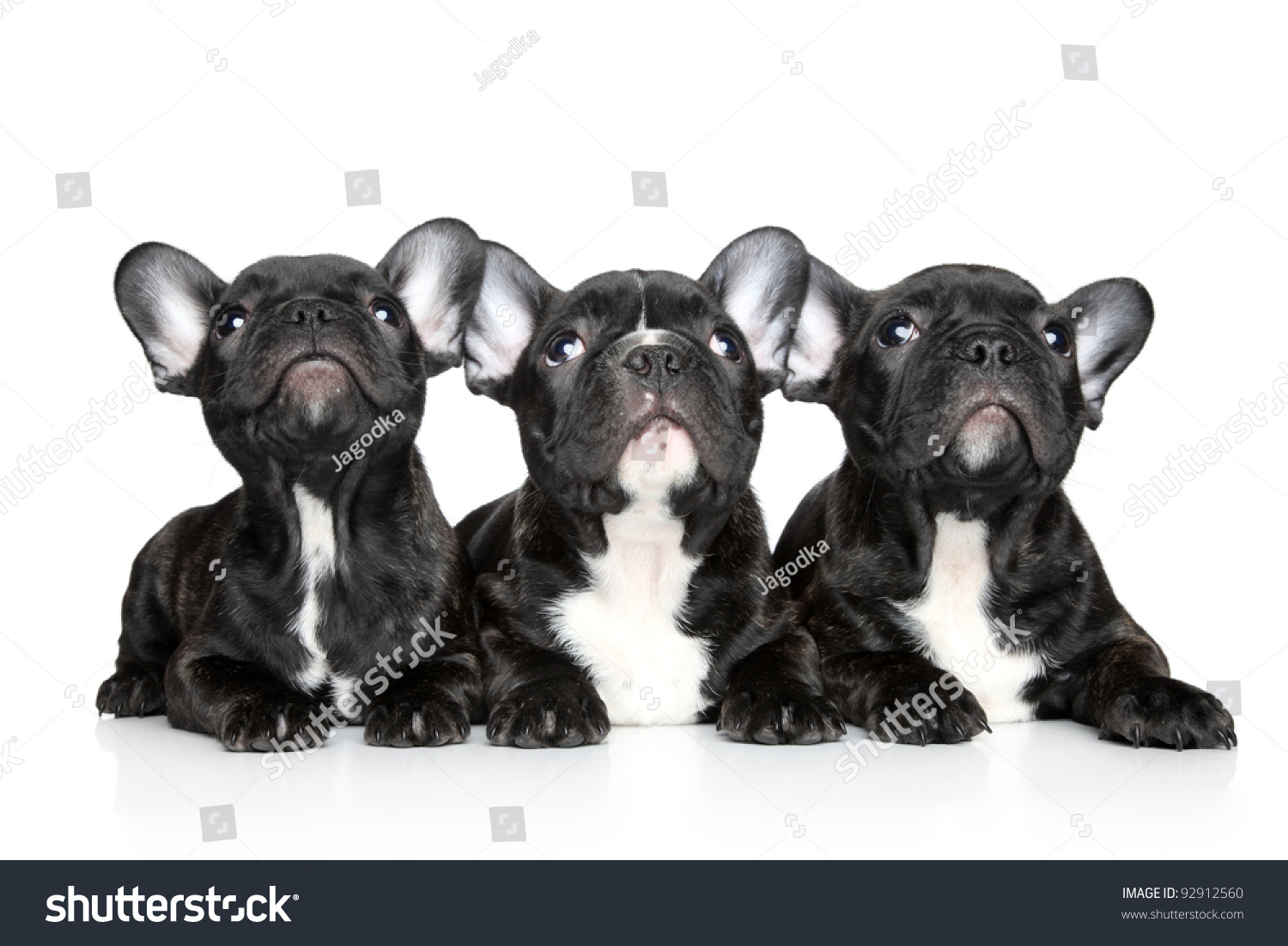 Black French Bulldog Puppies Look On Stock Photo 92912560 - Shutterstock