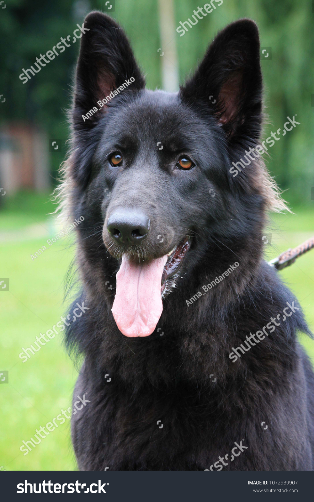 Black German Shepherd Dog Stock Photo Edit Now 1072939907