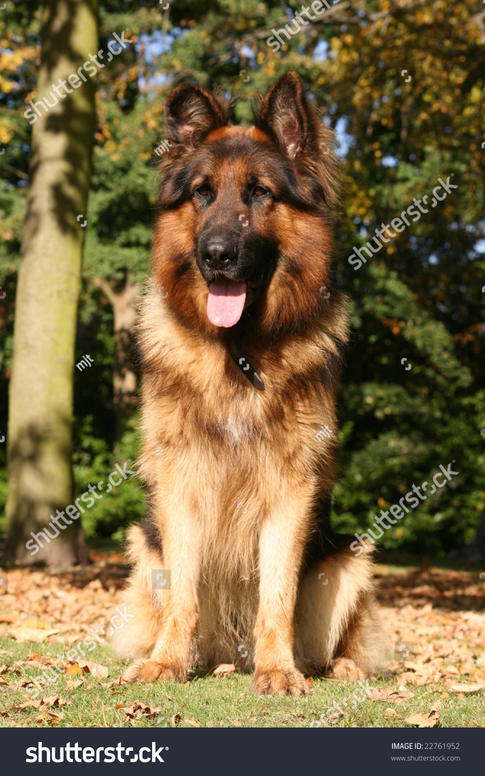 Black German Shepherd Dog In Full Portrait Tongue Showing Stock Photo ...