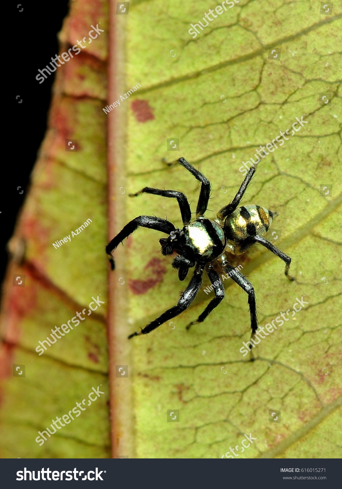 Black Gold Stripe Spider Stock Photo Edit Now 616015271