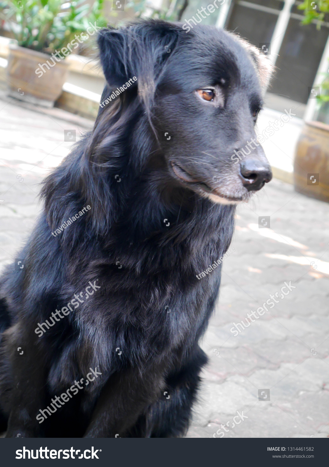 Black Golden Retriever Sitting Garden Stock Photo Edit Now