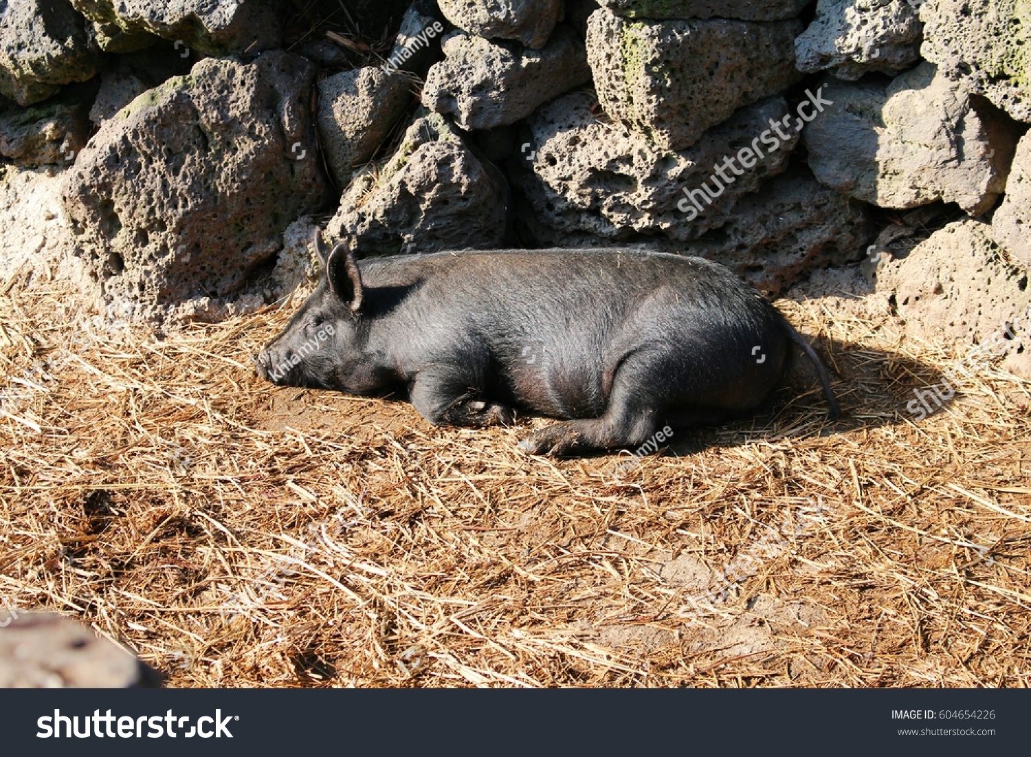 Black Hair Pig Stock Photo Edit Now 604654226