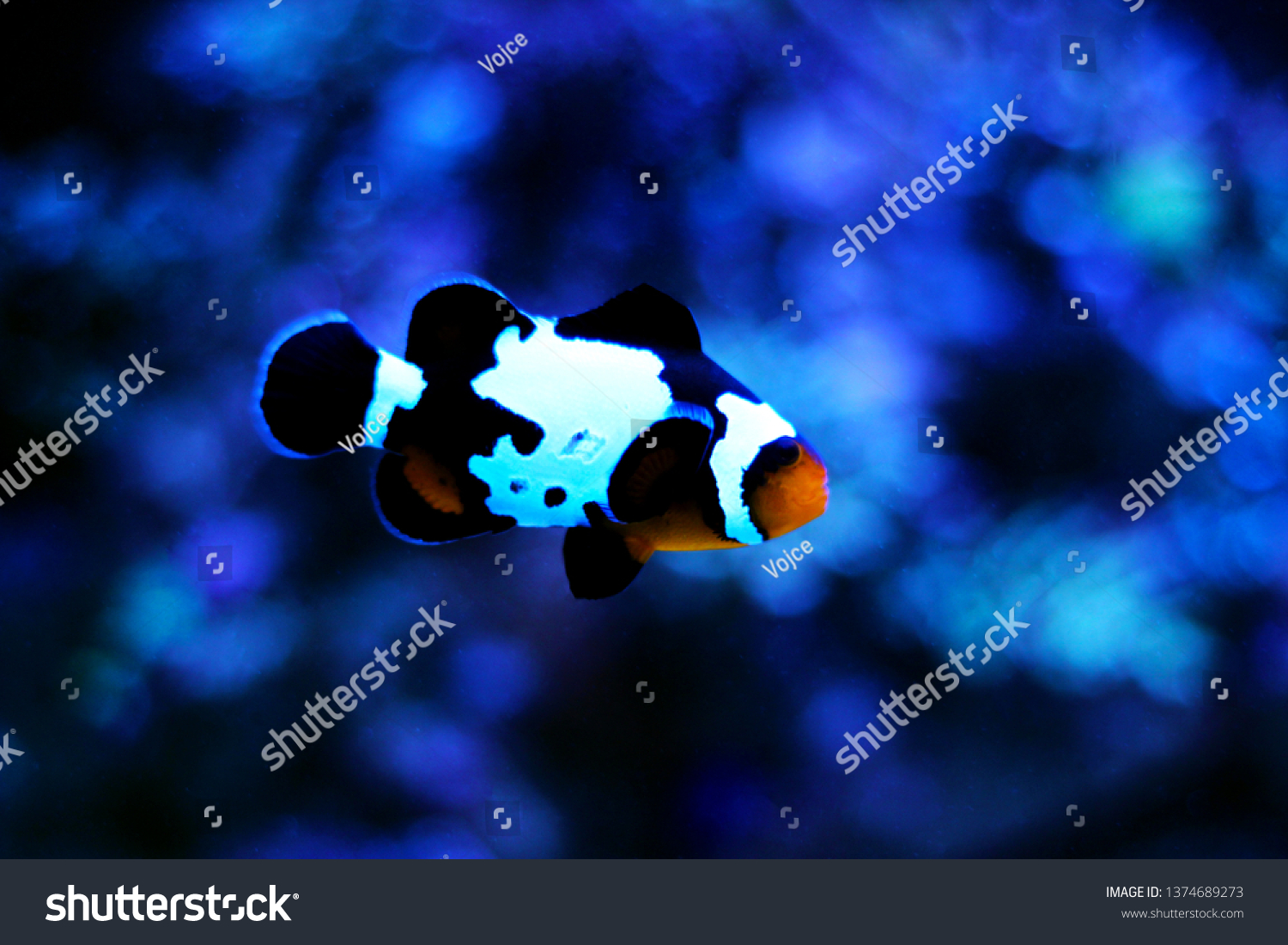 Black Ice Snowflake Ocellaris Clownfish Amphiprion Stock Photo Edit Now