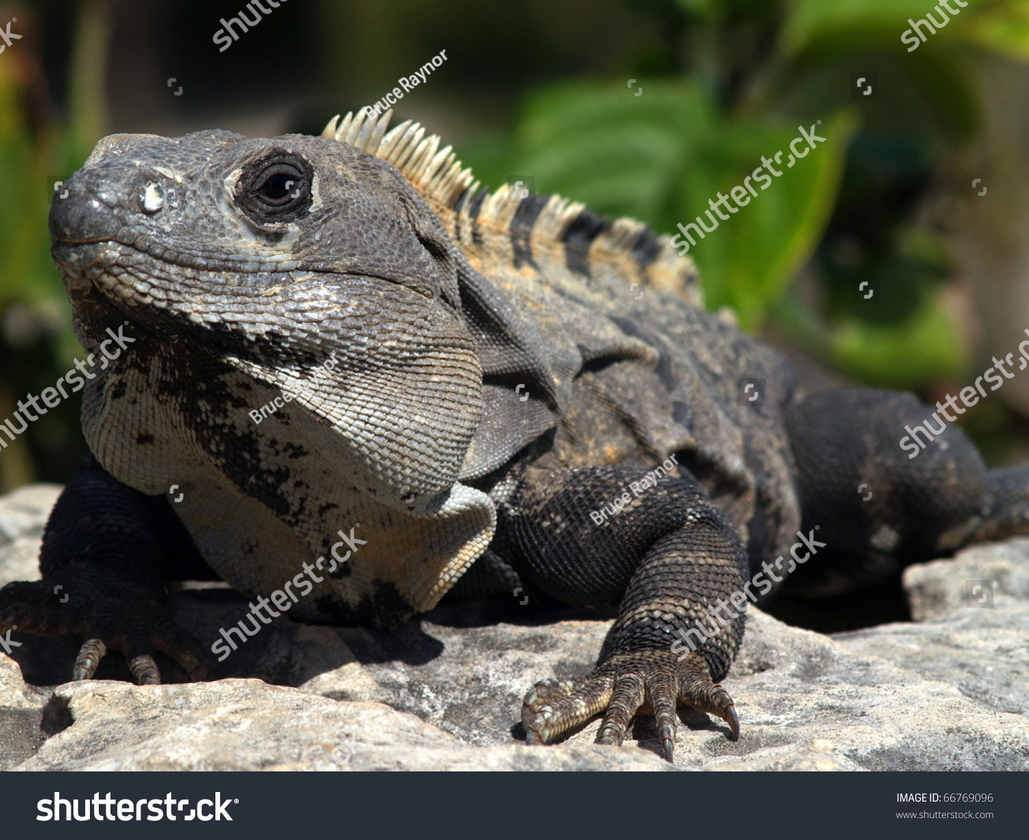 Black Iguana, Ctenosaura Similis As Seen On The Coast In The Ruins At ...