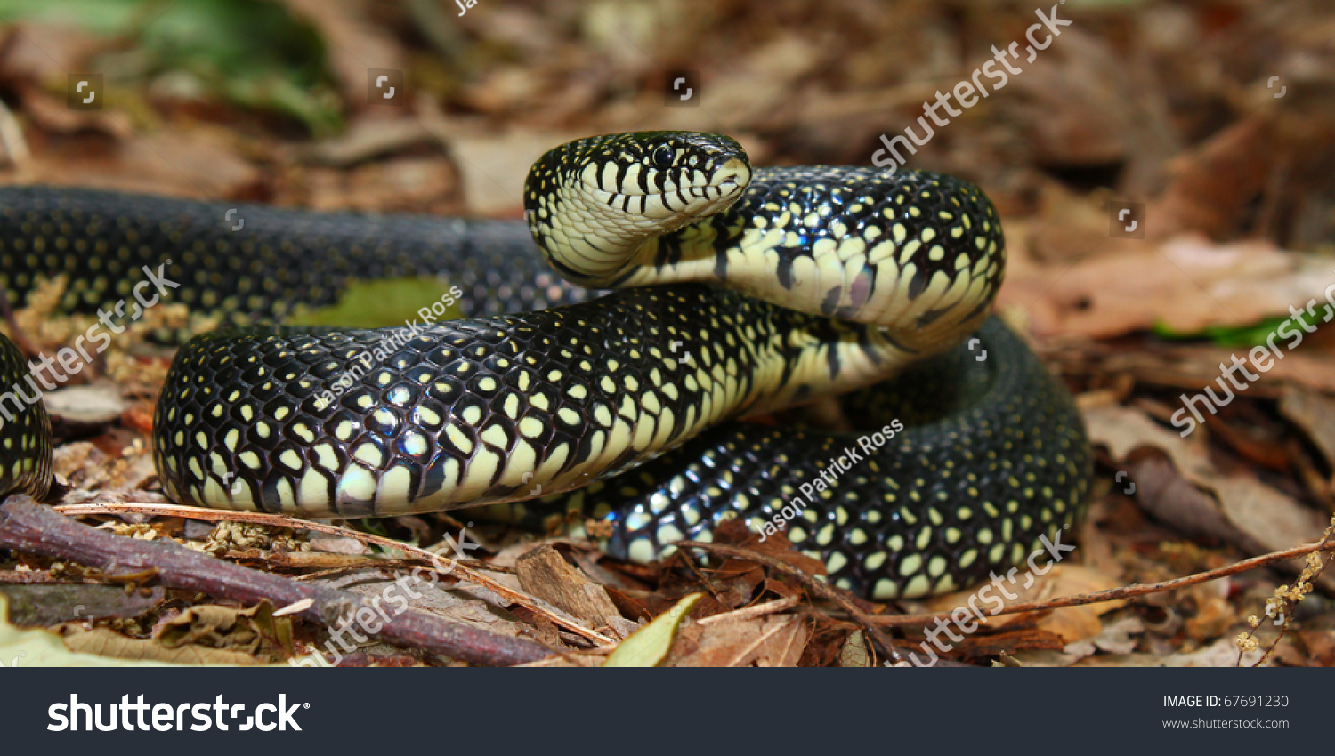 Black Kingsnake (Lampropeltis Getula) At Monte Sano State Park ...