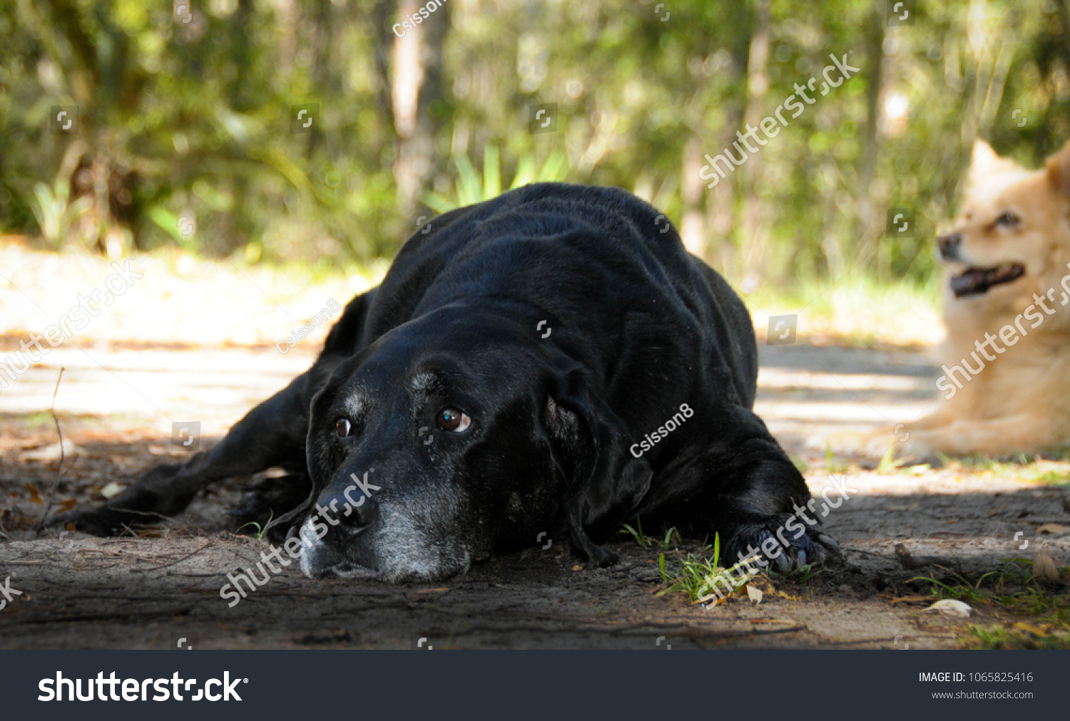 black lab bloodhound mix