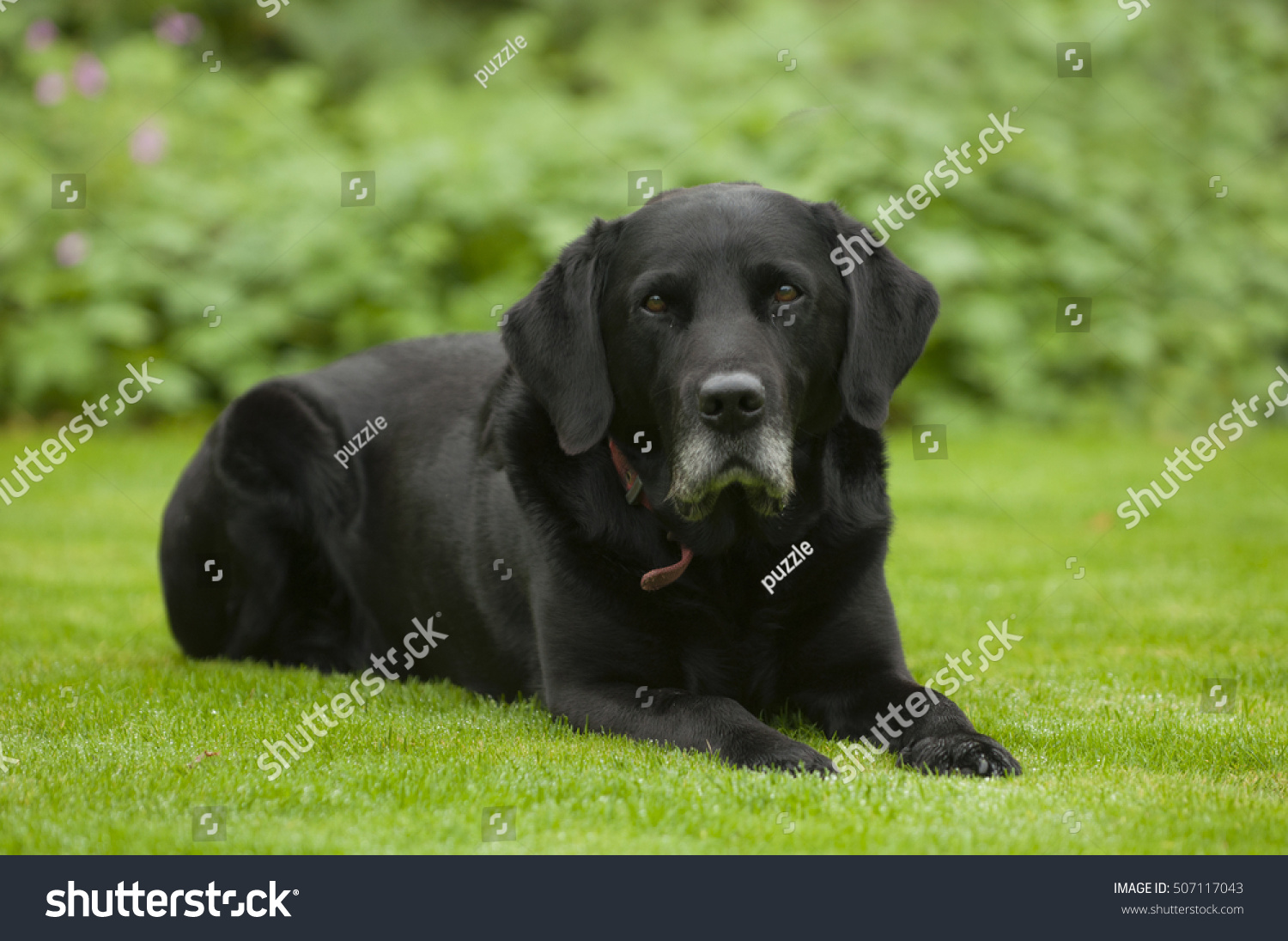 Black Labrador Dog Sitting Back Garden Stock Photo 507117043 | Shutterstock