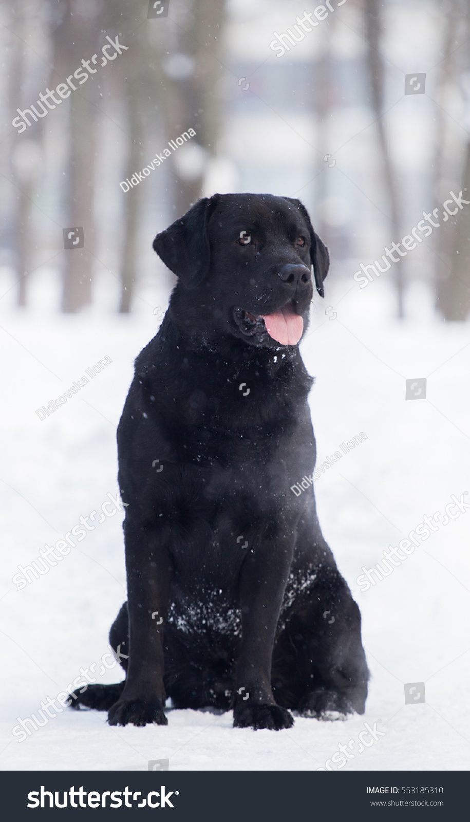 Black Labrador Snow Stock Photo 553185310 - Shutterstock