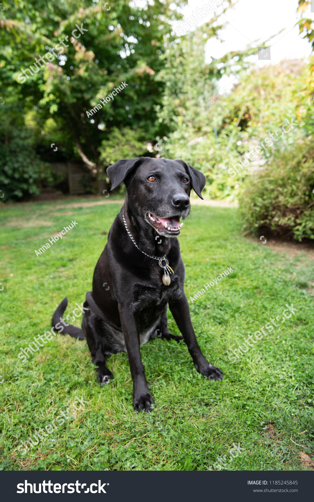Ced454sy Labrador Retriever Dog Metal Se/ñal de direcci/ón n/úmero de direcci/ón de metal cortado con l/áser