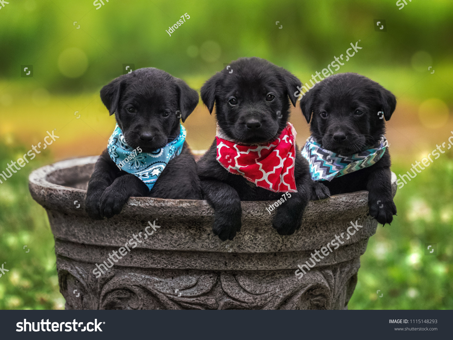 puppy handkerchiefs