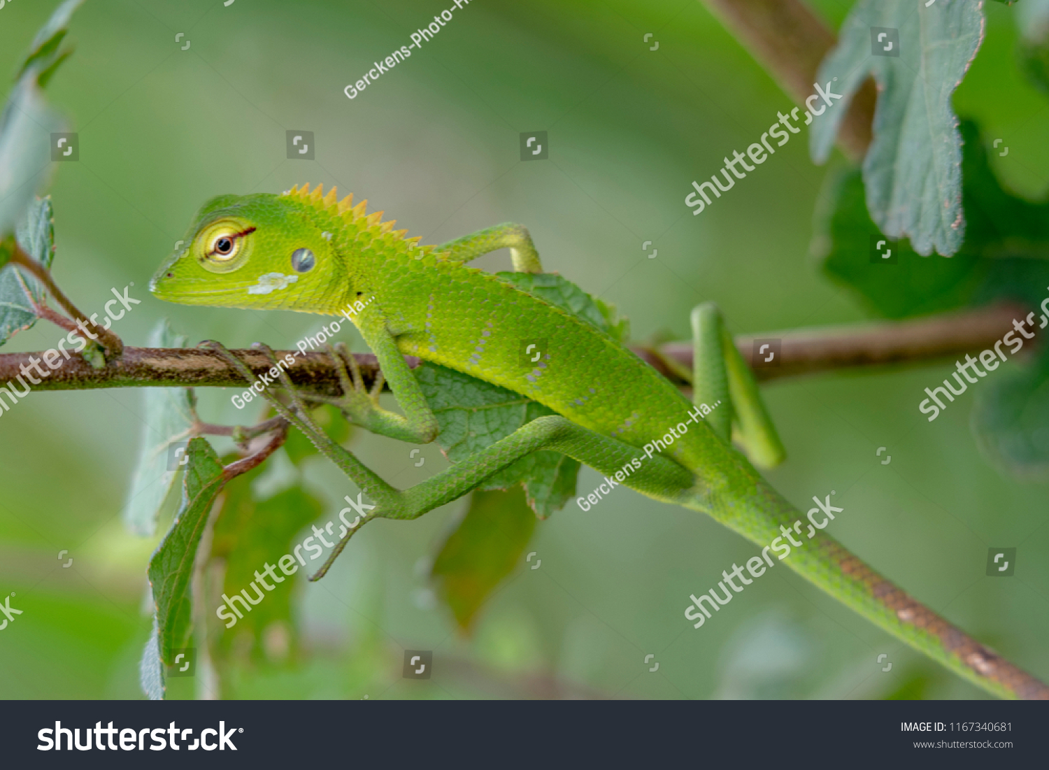 778 Lizard lips Images, Stock Photos & Vectors | Shutterstock