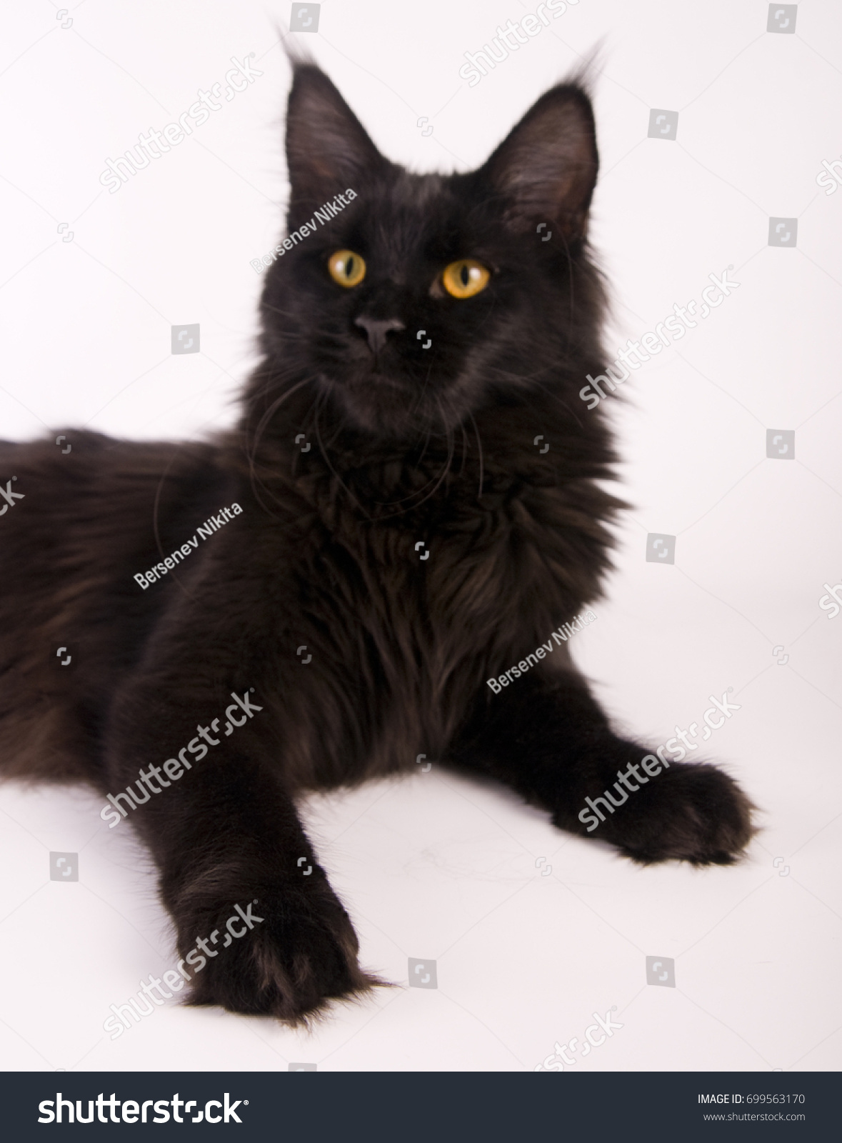 Black Maine Coon Cat On White Stock Photo Edit Now 699563170