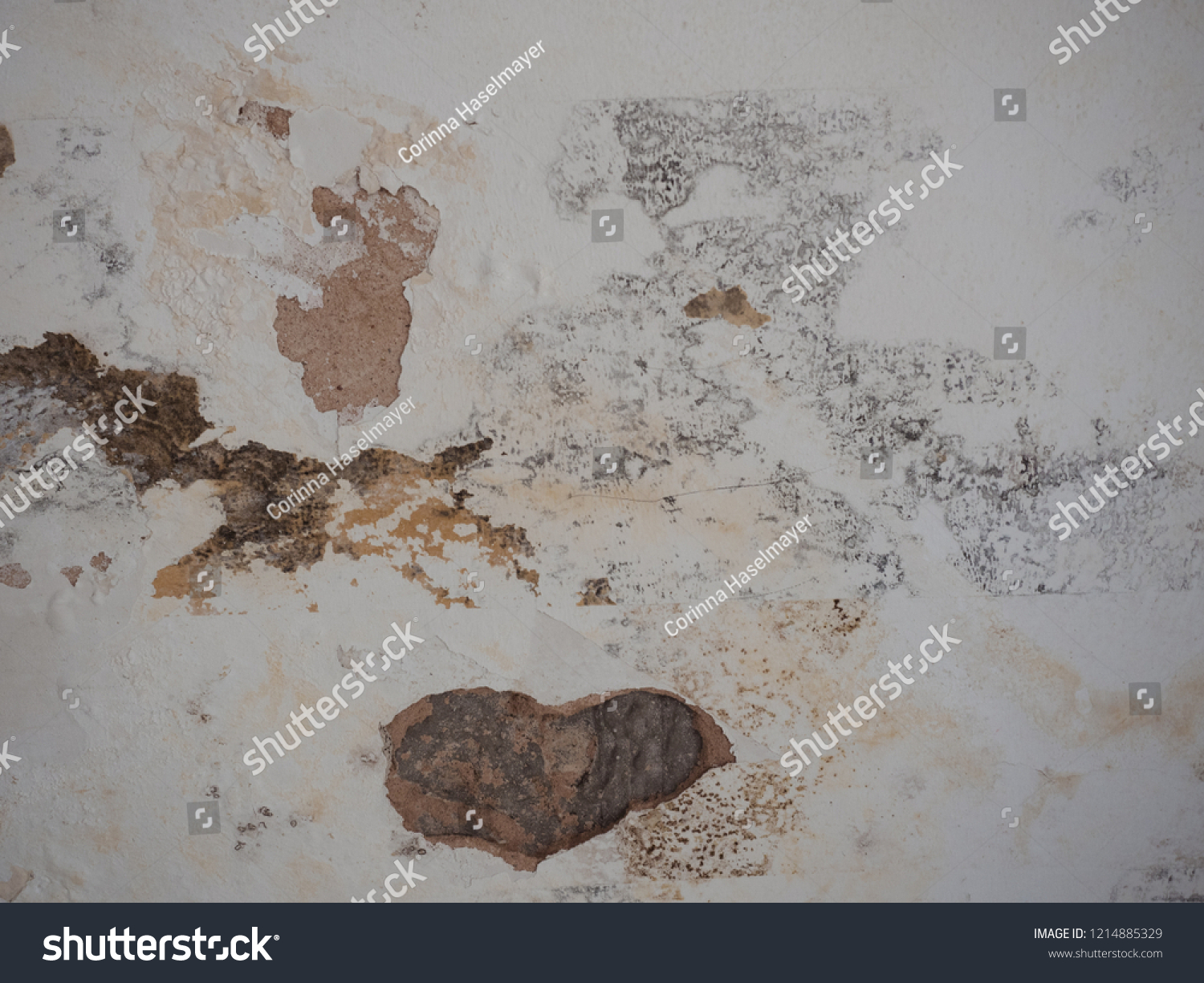 Black Mold Mildew Spots On Humind Royalty Free Stock Image