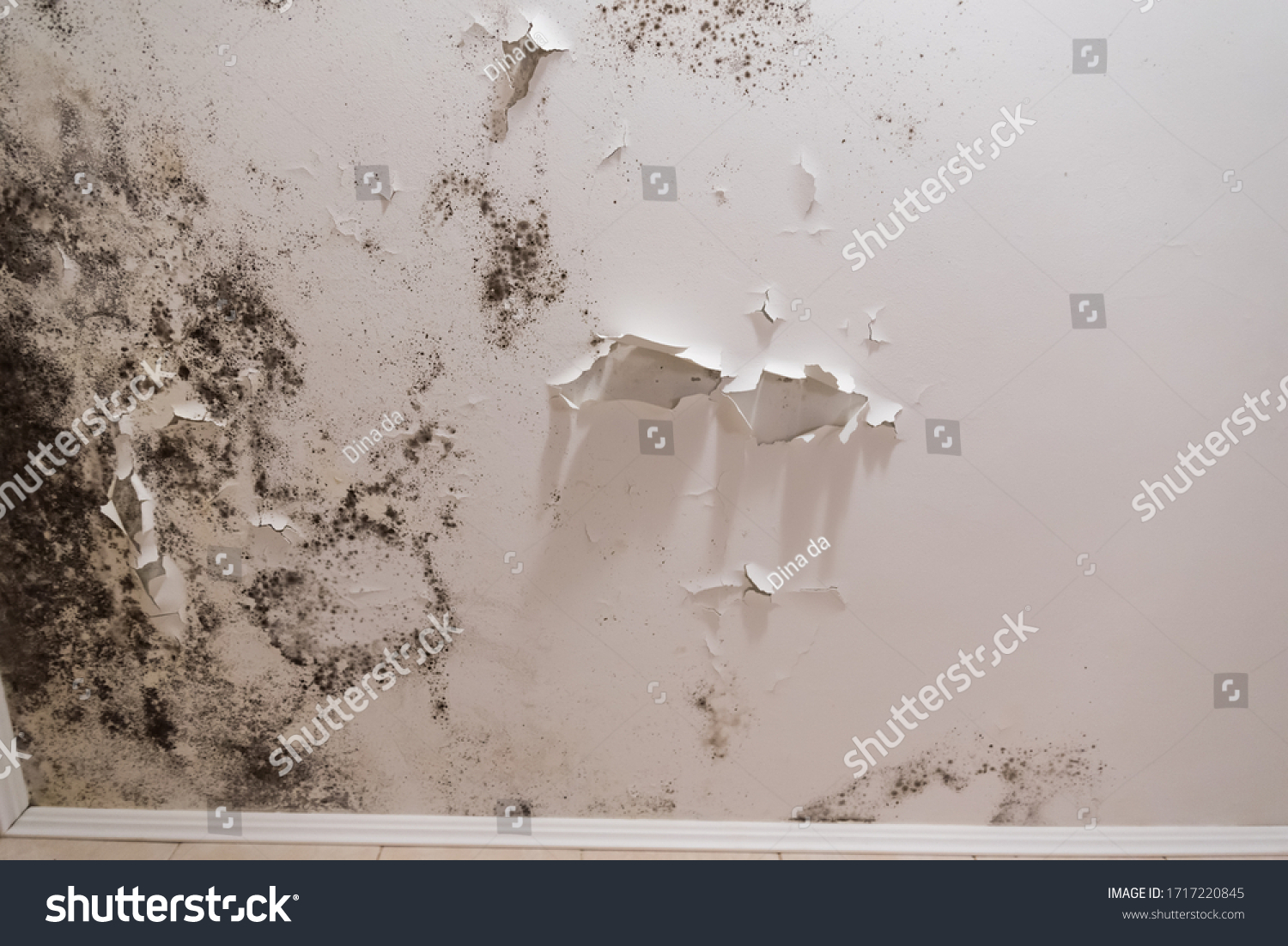 2,409 Mould removal Images, Stock Photos & Vectors | Shutterstock