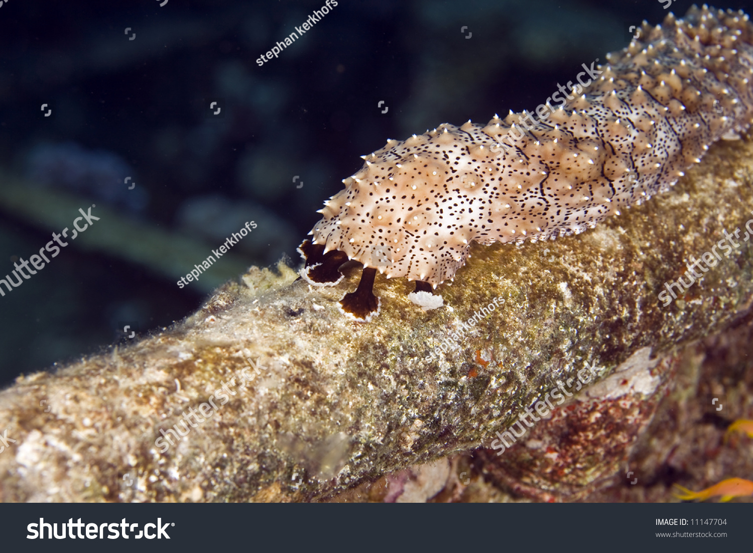 Black Mouth Sea Cucumber (Pearsonothura Graeffei) Stock Photo 11147704 ...