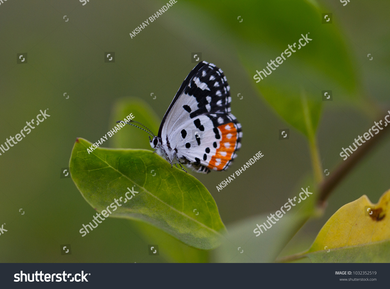 Black Orange White Butterfly Dotted Wings Stock Photo Edit Now