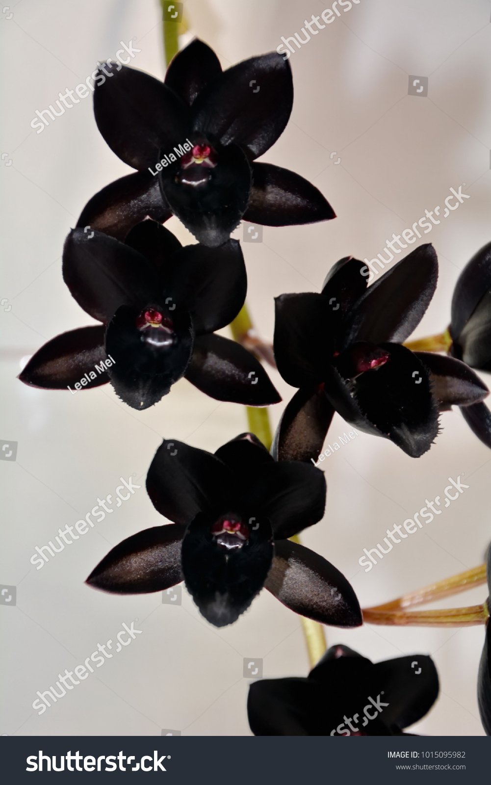 black orchid flower price