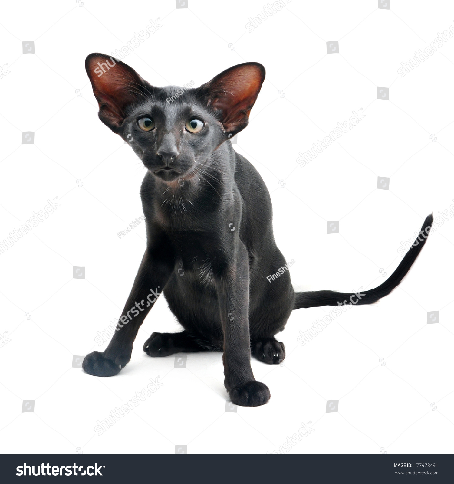 Black Oriental Cat On White Background Stock Photo Edit Now