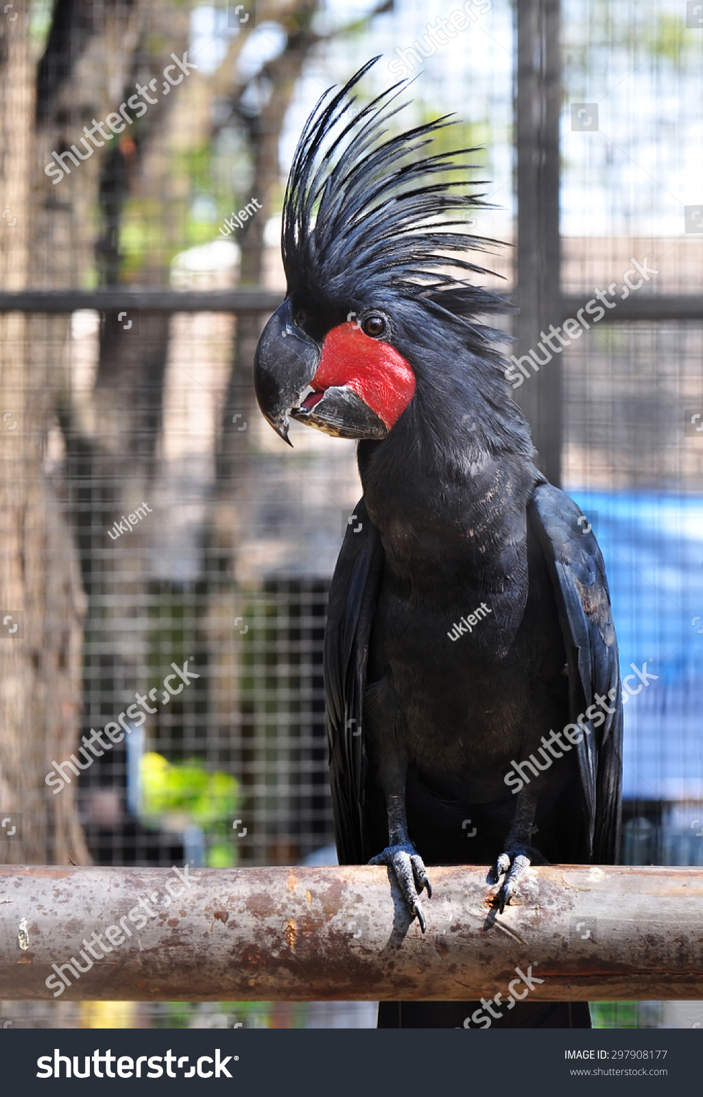 Black Palm Cockatoo Stock Photo Edit Now