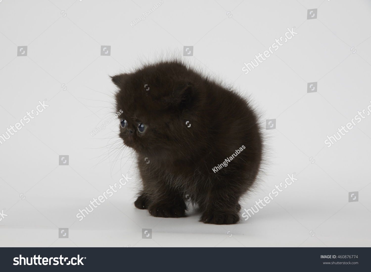 Black Persian Exotic Short Hair Kitten Stock Photo Edit Now