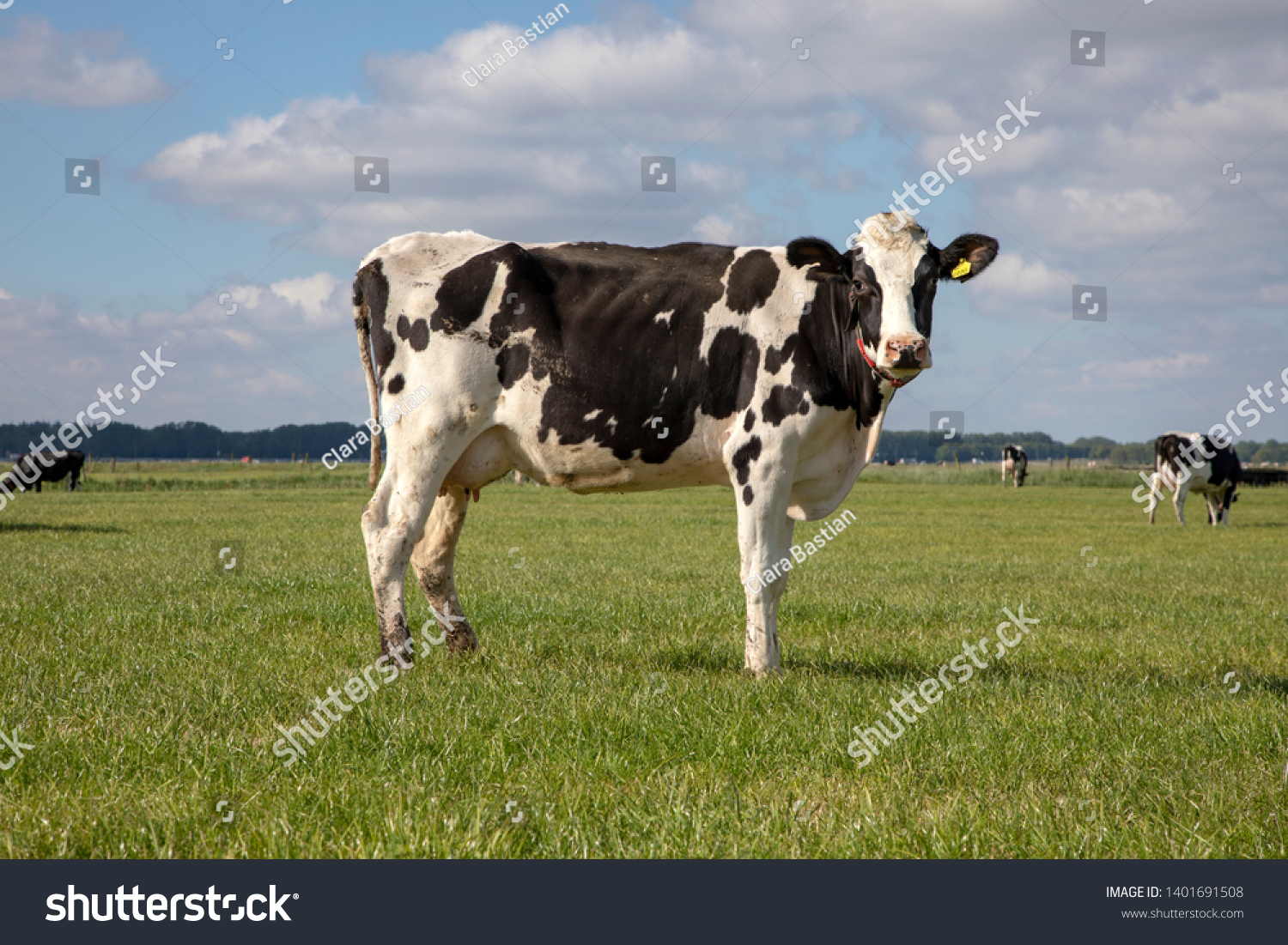 Black Pied Cow Friesian Holstein Netherlands Stock Photo 1401691508 ...