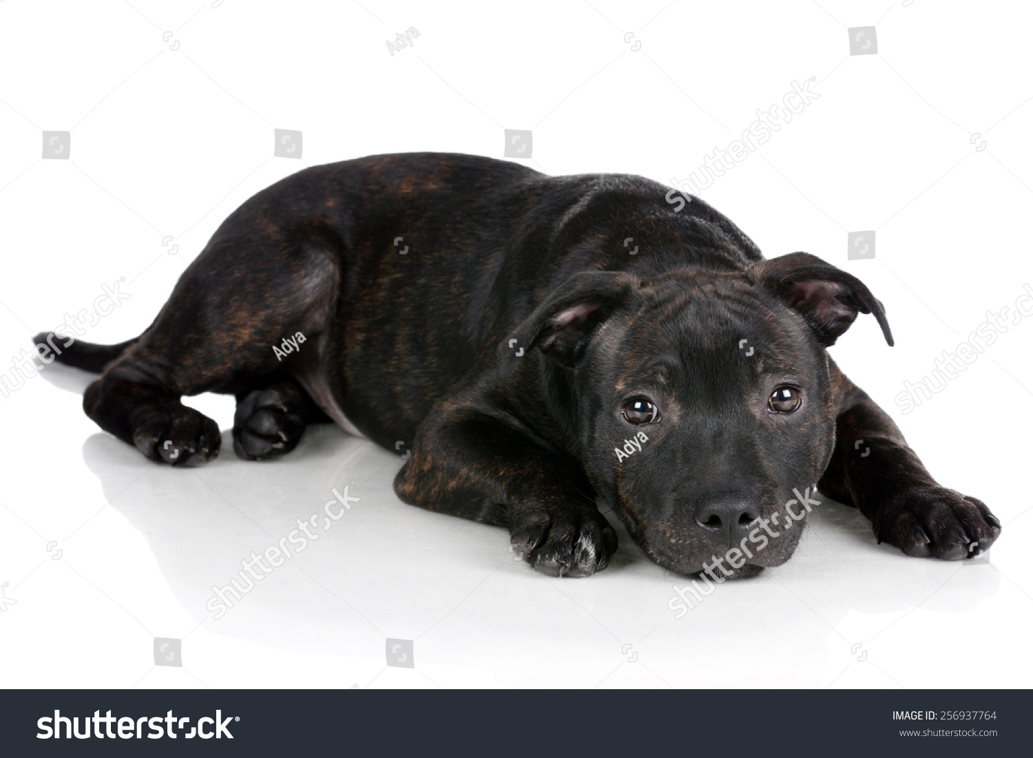 all black staffordshire bull terrier