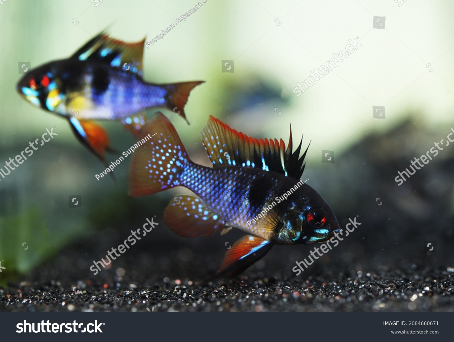 4,996 Ram fish Images, Stock Photos & Vectors | Shutterstock