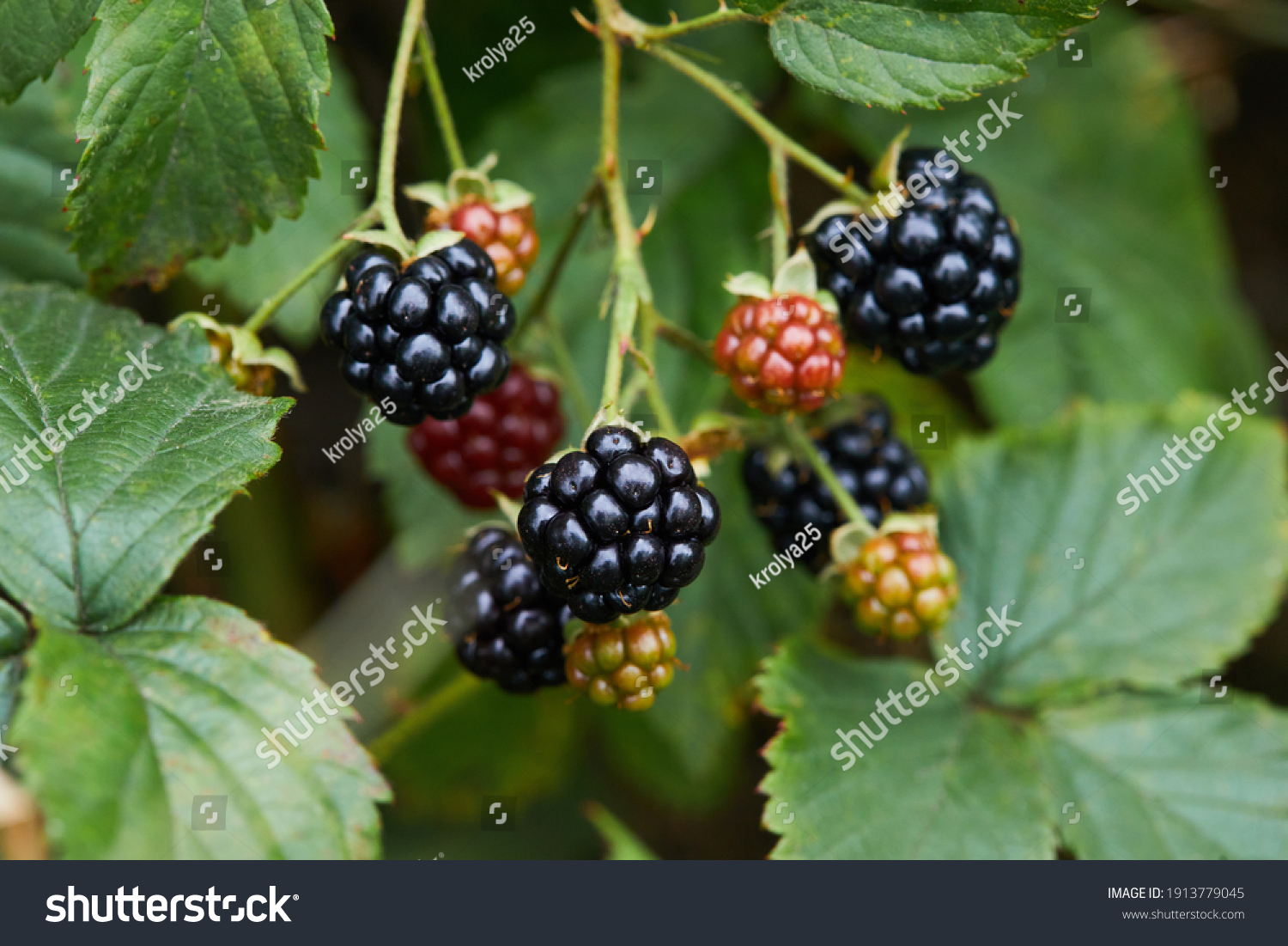 Black Raspberry Rubus Occidentalis Wild Growing Stock Photo 1913779045 ...