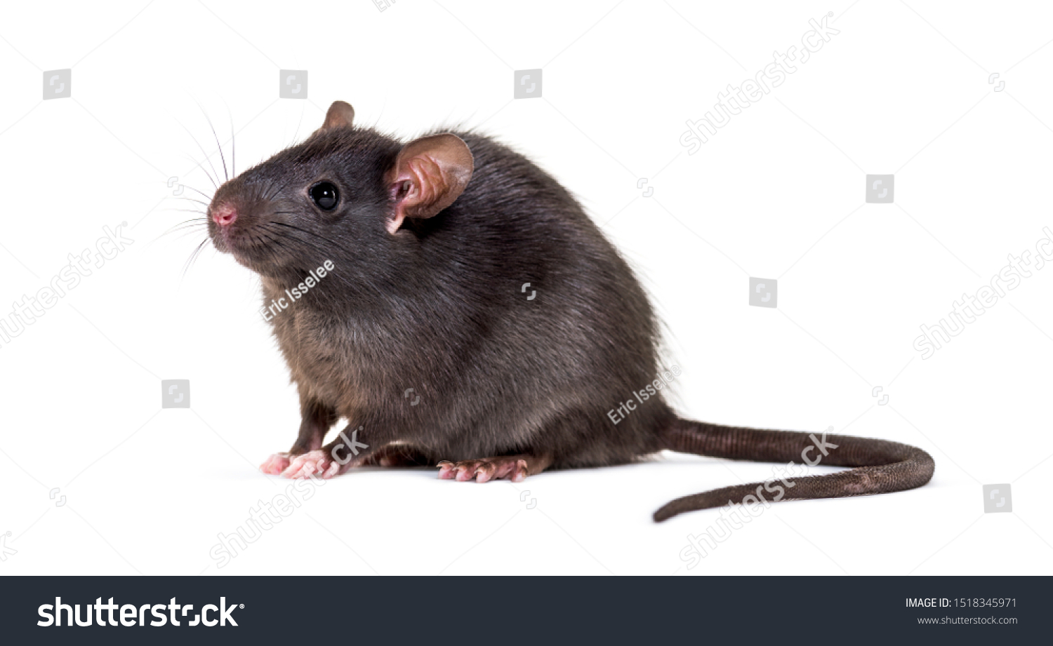 4,502 Rat no Images, Stock Photos & Vectors | Shutterstock