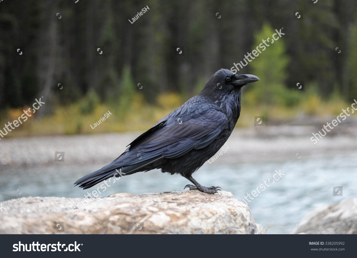 Black Raven By Mountain River Stock Photo (Edit Now) 338205992