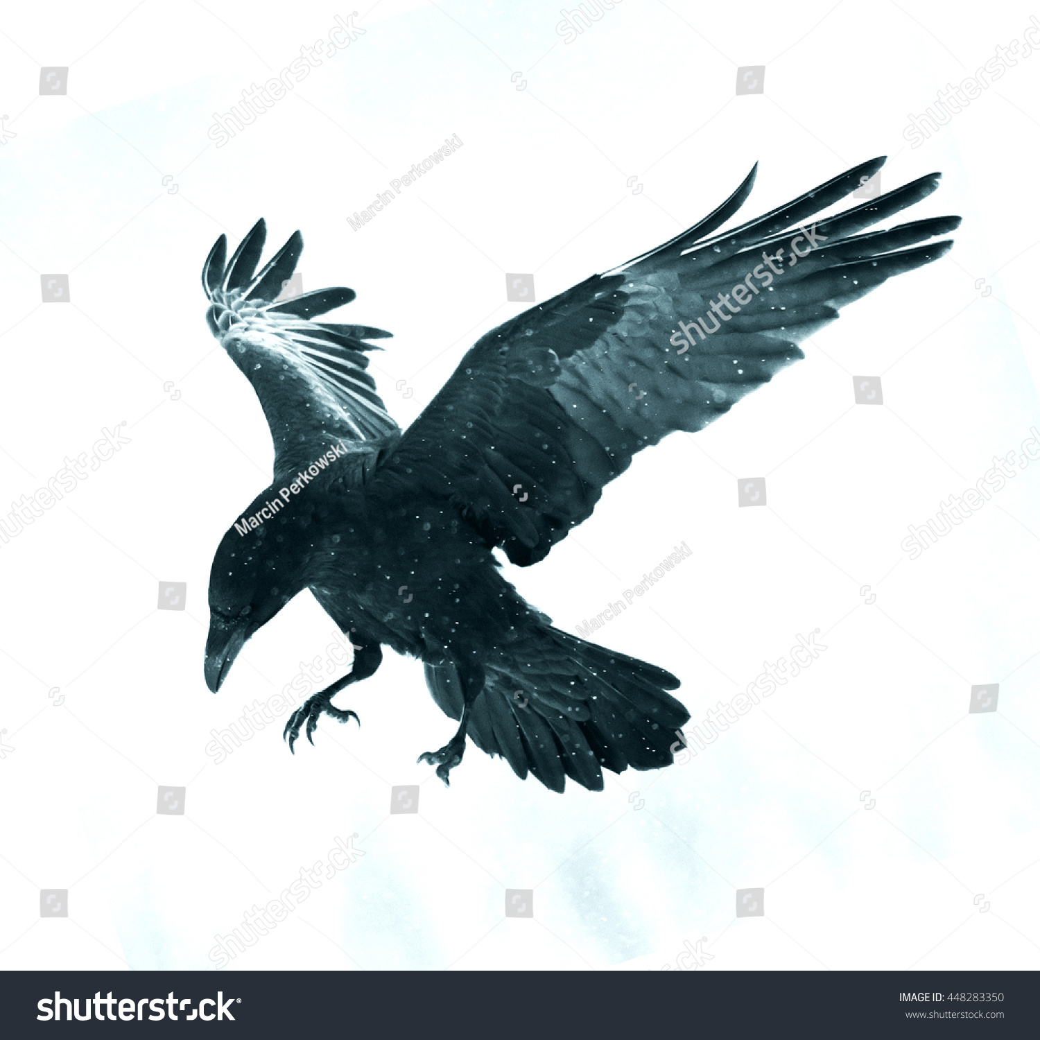 Black Raven Flying Moonlight Scary Creepy Stock Photo 448283350 ...