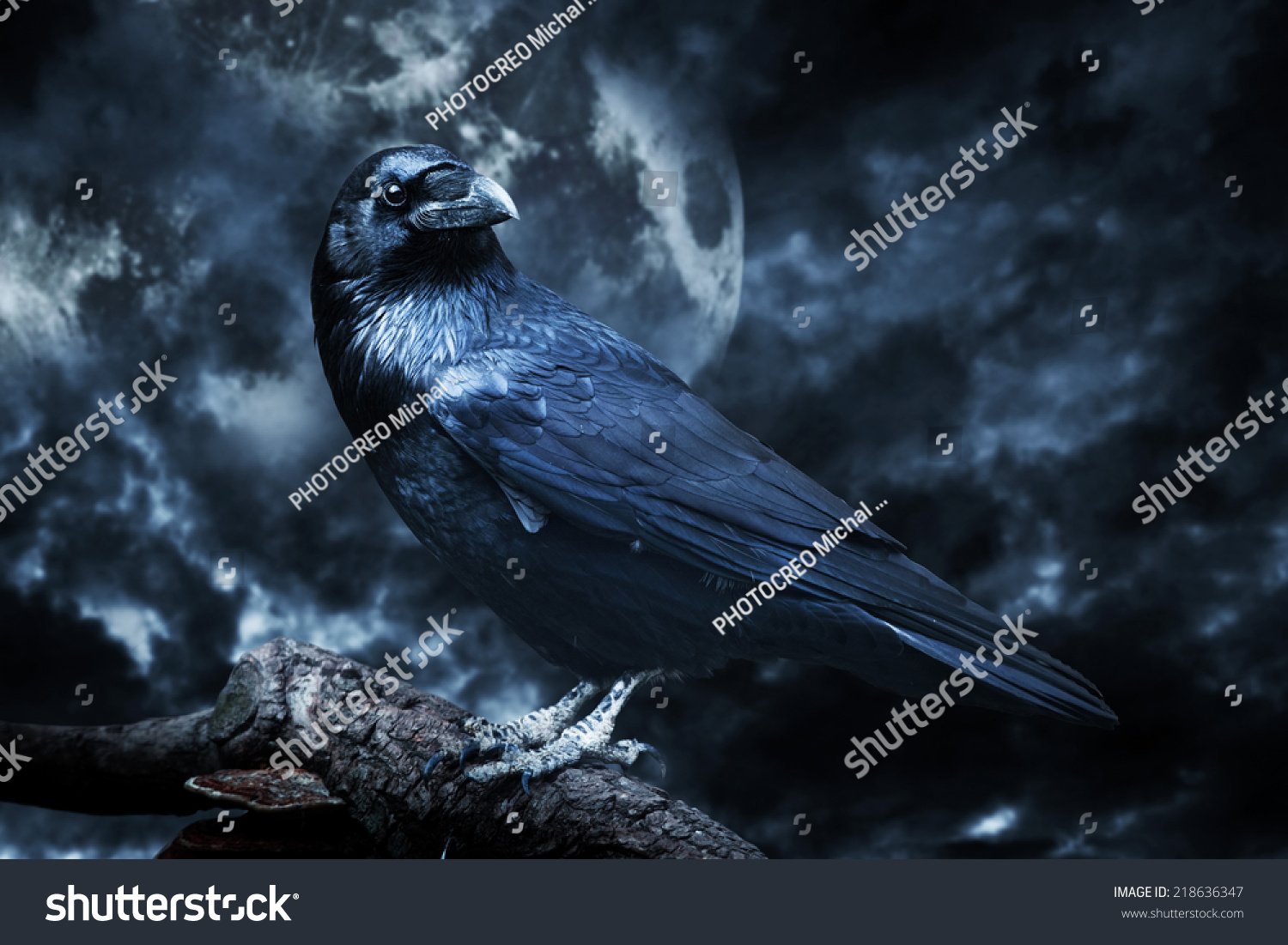 Black Raven Moonlight Perched On Tree Stock Photo 218636347 | Shutterstock