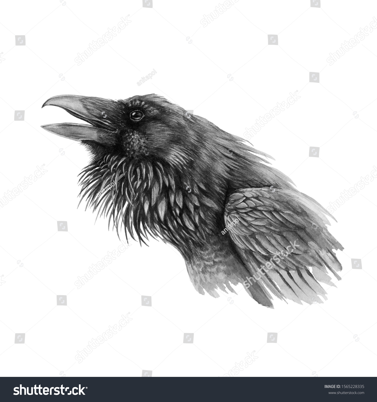 Black Raven Crow Realistic Watercolor Illustration Stock Illustration 1565228335