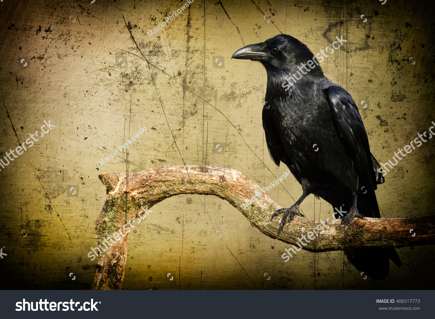 Black Ravens Corvus Corax Moonlight Scary Stock Photo (Edit Now) 406517773