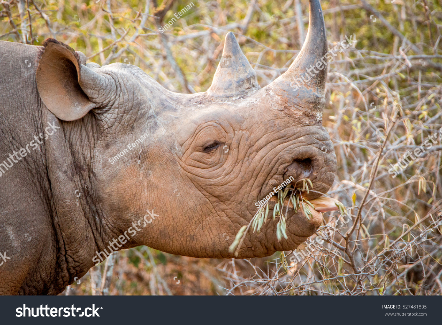 Black Rhino Eating Bush Kruger National Stock Photo 527481805 ...