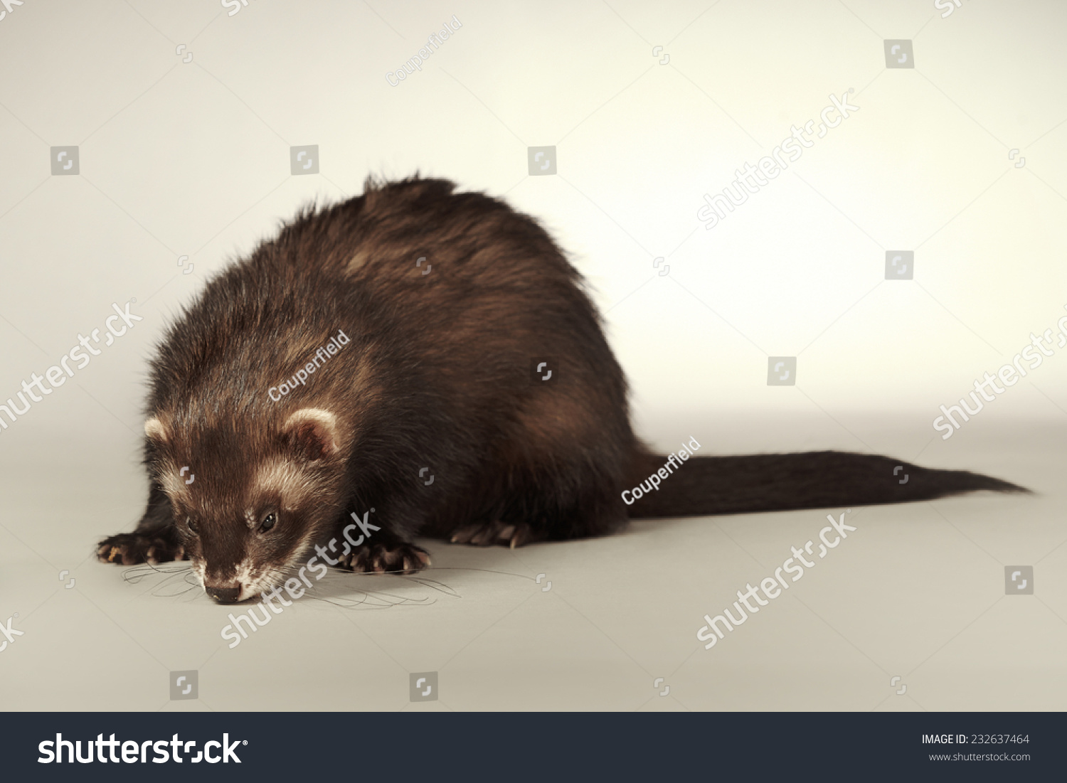 Black Sable Ferret Male On Background Stock Photo Edit Now 232637464