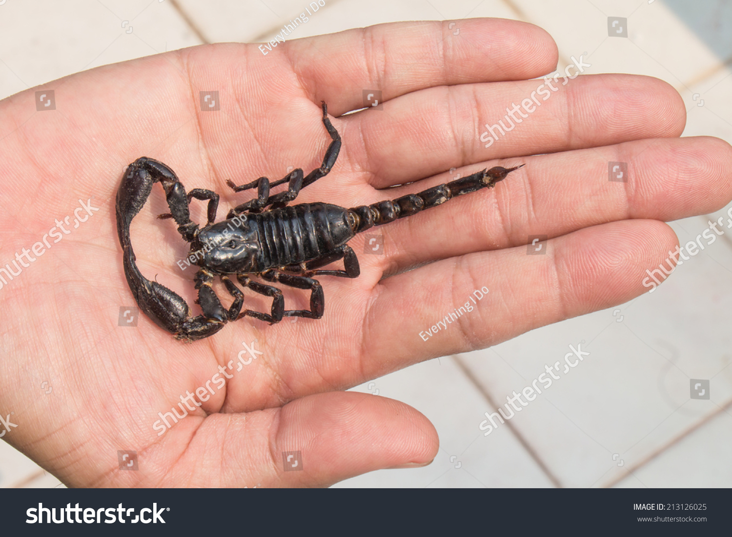 Black Scorpion On Hand Stock Photo 213126025 Shutterstock