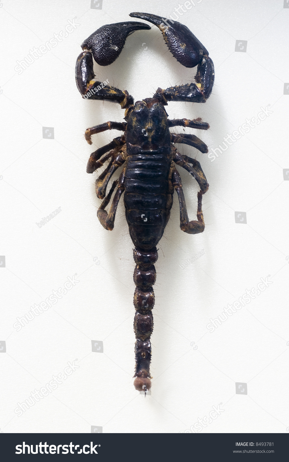 Black Scorpion Top View Stock Photo 8493781 : Shutterstock