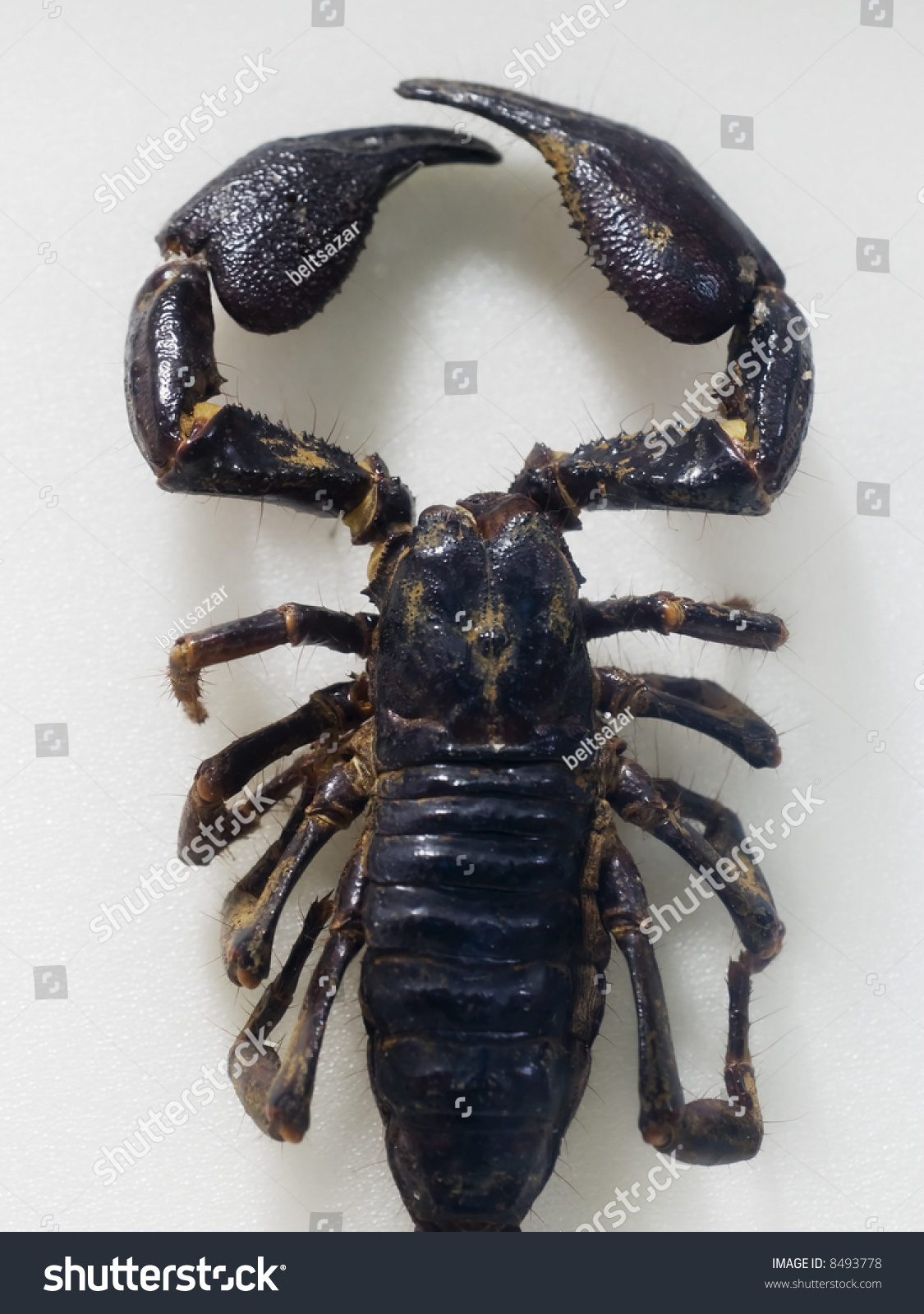 Black Scorpion Top View Medium Shot Stock Photo 8493778 : Shutterstock