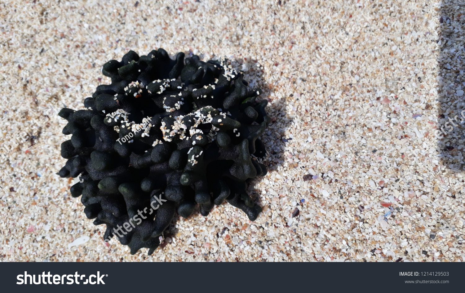 black seaweed