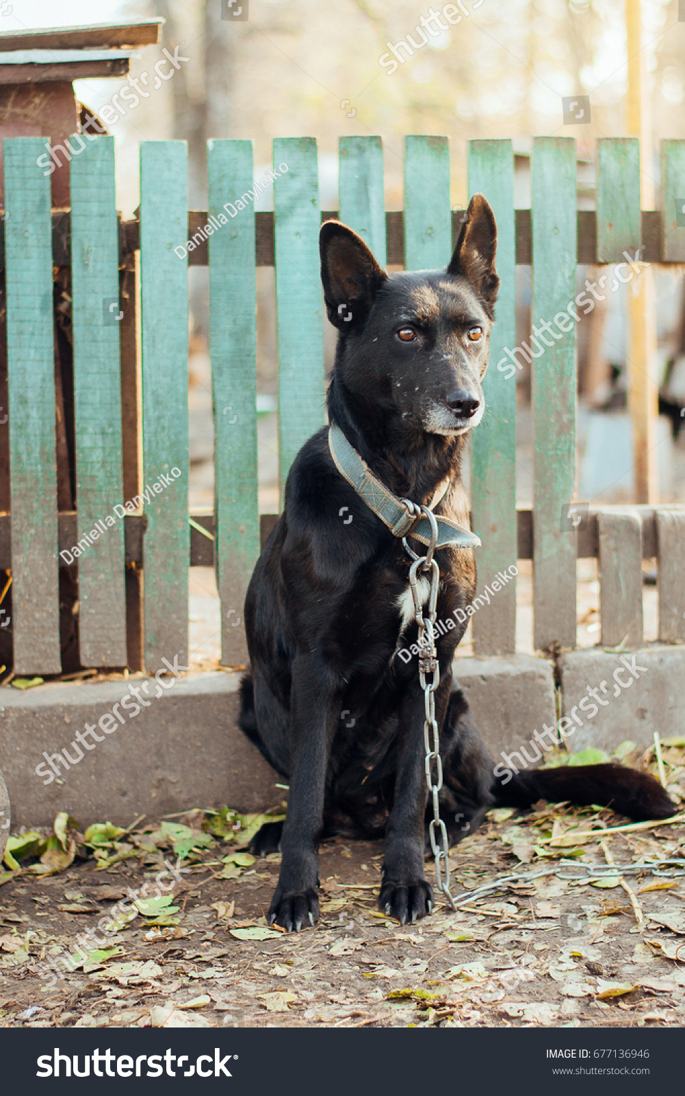 Black Short Hair Shepherd Dog Sitting Stock Photo Edit Now 677136946